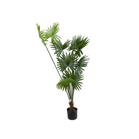 Kentia Redonda 150CM