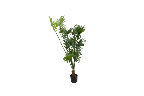 Kentia Redonda 150CM